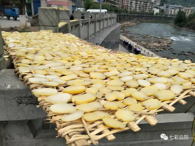 云阳江口滨河广场晒的洋芋块块，让我想起炖腊肉的味道~~