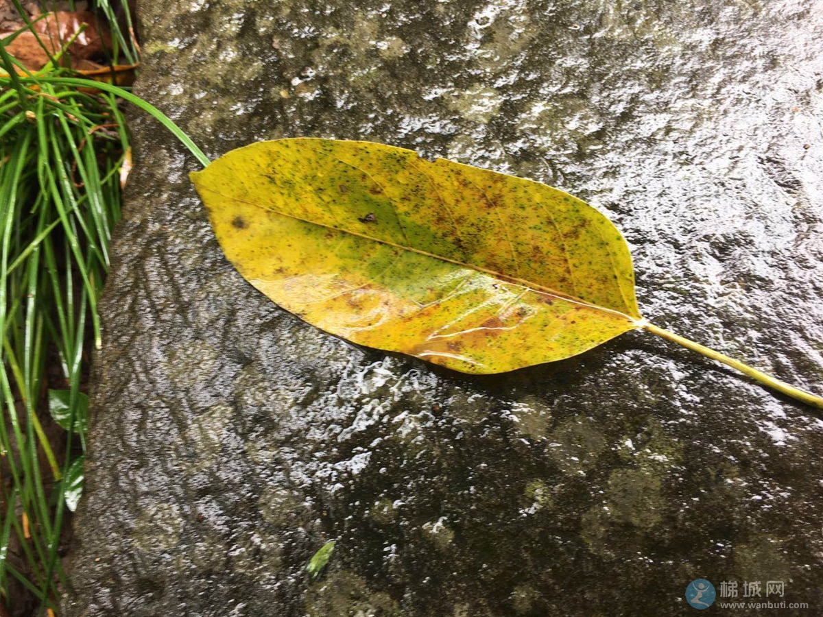 雨后葱兰、黄页~