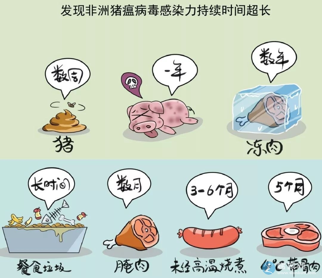 非洲猪瘟太可怕?云阳人你必须看看!