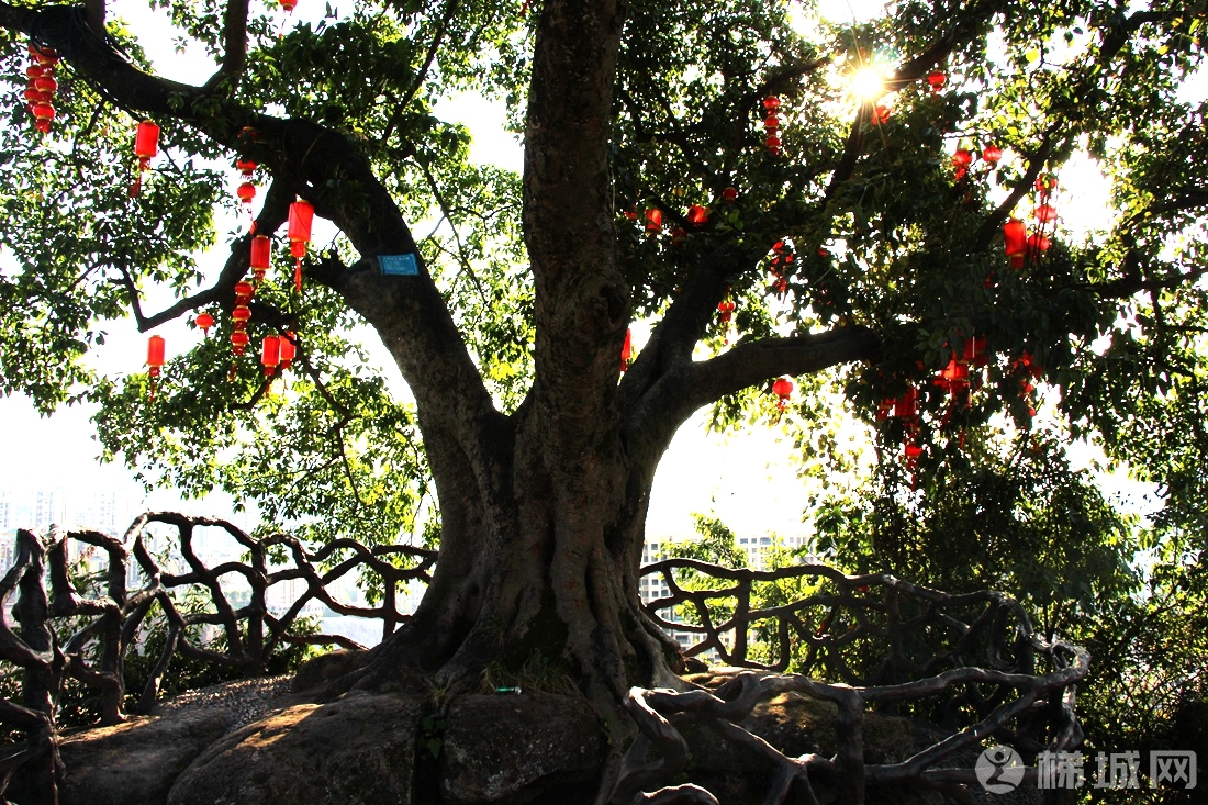 云阳灯笼石公园里的心形黄角树！