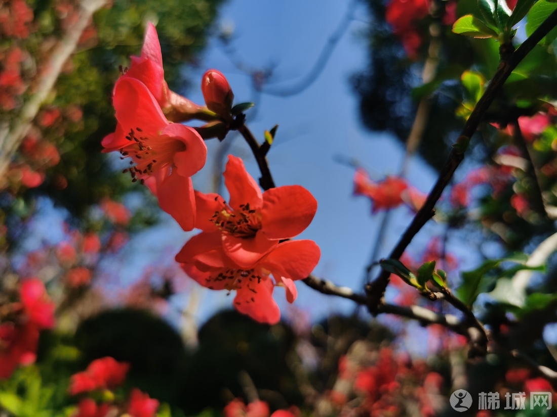梯城云阳的海棠花开了，好灿烂！