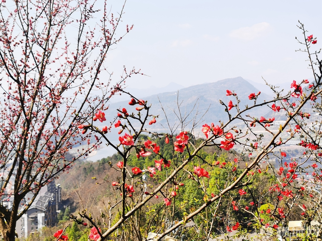 云阳龙脊岭公园，春色渐浓！
