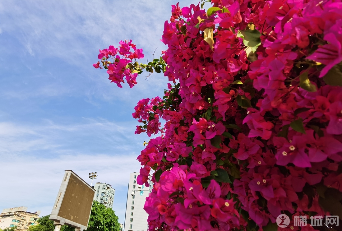云阳两江广场的三角梅，搭配蓝天、微风，没得让人窒息！