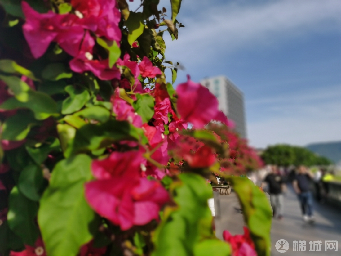 云阳两江广场的三角梅，搭配蓝天、微风，没得让人窒息！