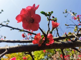 云阳龙脊岭公园，春色渐浓！