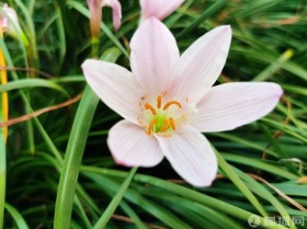 云阳龙脊岭公园的葱兰花！